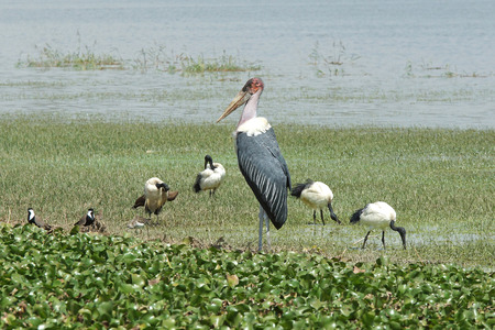Marabou Stork and Sacred Ibis, Great Rift Valley, Ethiopia, Africaの写真素材
