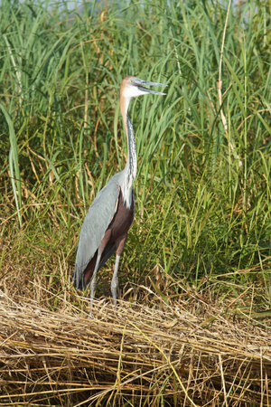 Goliath Heron, Lake Chamo, Ethiopia, Africaの写真素材