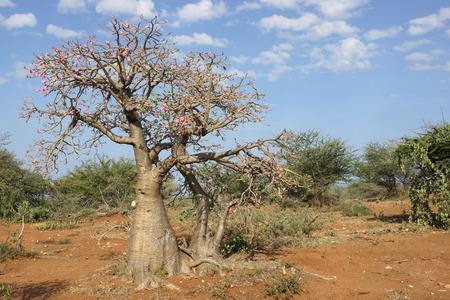 Desert-rose in the south of Ethiopia, Africaの写真素材