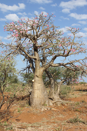 Desert-rose in the south of Ethiopia, Africaの写真素材