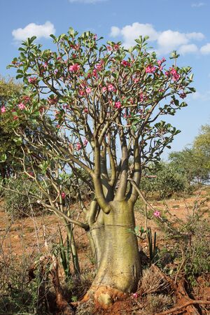 Desert-rose in the south of Ethiopia, Africaの写真素材