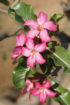 Desert-rose in the south of Ethiopia, Africaの写真素材