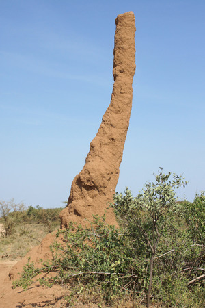 Termite nest in the south of Ethiopia, Africaの写真素材