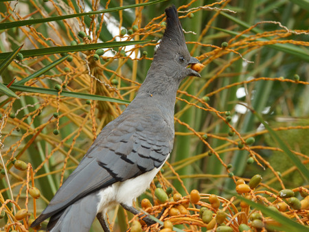 White-bellied Go-away-bird, Ethiopia, Africaの写真素材