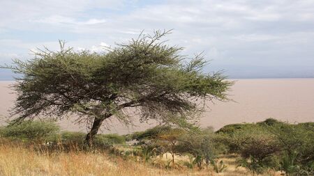 Langano Lake in the South of Ethiopia, Africaの写真素材