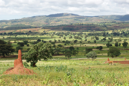Landscape close to Yabelo, Ethiopia, Africaの写真素材