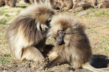 Gelada, Semien Mountains National Park, Ethiopia, Africaの写真素材