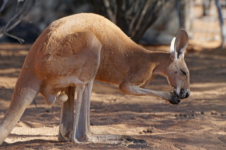 Red Kangaroo, Northern Territory, Outback of Australiaの写真素材