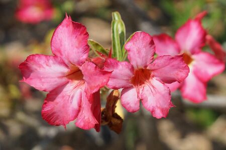 Desert-rose, flowers of Bali, Indonesia, Asiaの写真素材