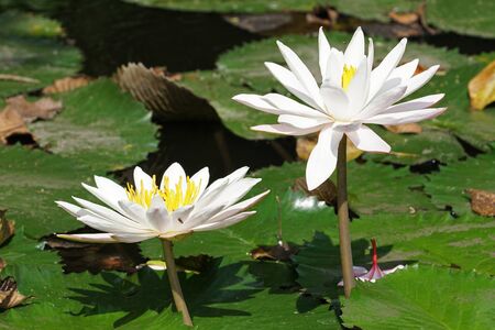 White water lily, flowers of Bali, Indonesiaの写真素材