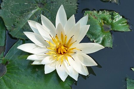 White water lily, flowers of Bali, Indonesiaの写真素材
