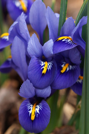 Dwarf beardless iris, flowers of the springの写真素材