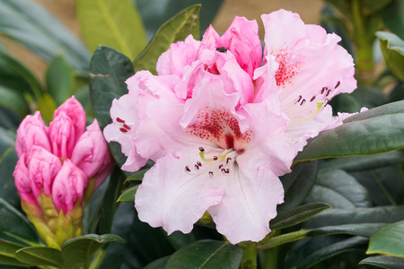 Rhododendron, herald of springの写真素材