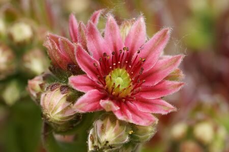 Houseleek, flowers of the gardensの写真素材