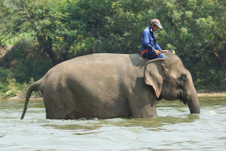 LUANG PRABANG, LAOS - FEBRUARY 12, 2016: Man riding a working elephant on February 12 in Laos, South East Asiaのeditorial素材
