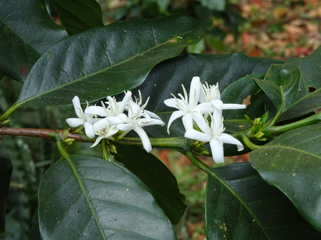 Blossom of coffee bush, Bolaven Plateau, Laos, Asiaの写真素材