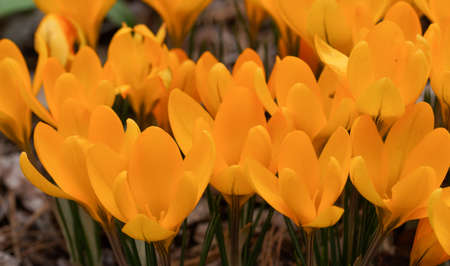 Crocus, flowers of the springの写真素材