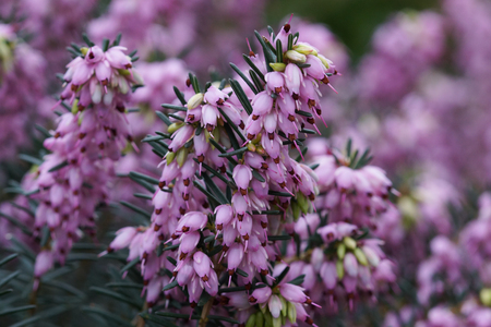 Ling, Calluna vulgaris, flowers of the gardensの写真素材