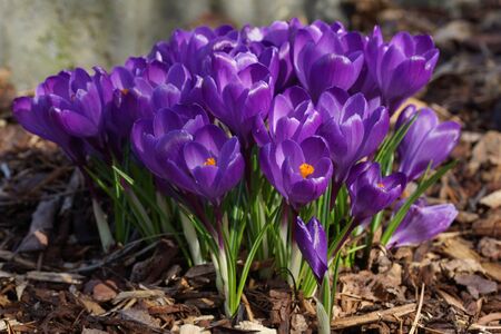 Crocus, flowers of the springの写真素材