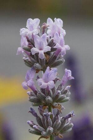 Common Lavender - Lavandula angustifoliaの写真素材