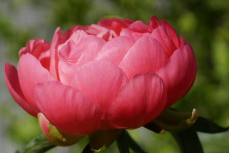 Peony Pink Hawaiin Coral, Paeonia lactifloraの写真素材