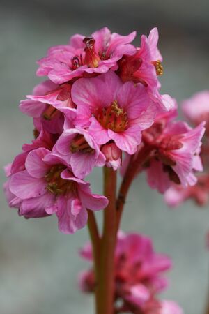 Bergenia flower on blurred garden background close upの写真素材