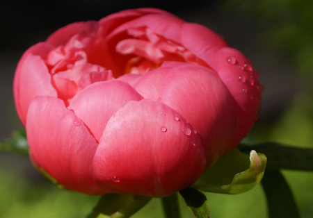 Peony Pink Hawaiin Coral, Paeonia lactifloraの写真素材