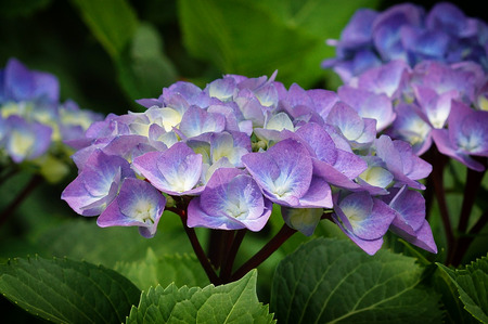 Penny mac (Hydrangea macrophylla), flowers of summerの写真素材