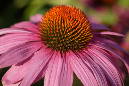 Coneflower (Echinacea purpurea), flowers of summerの写真素材