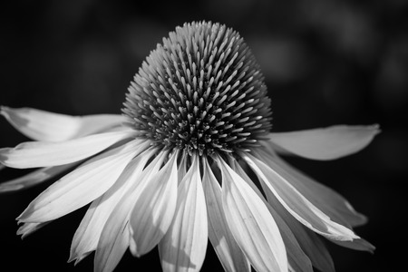 Coneflower White Swan (Echinacea purpurea), flowers of summerの写真素材