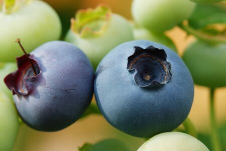 Blueberry (Vaccinium myrtillus), fruits of summertimeの写真素材