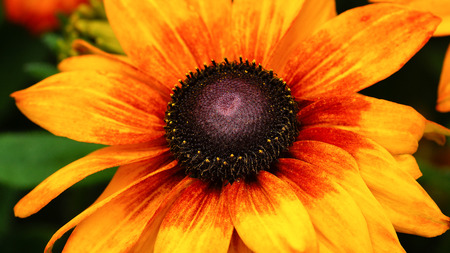 Rudbeckia Summerina (Rudbeckia Hybride), flowers of summerの写真素材