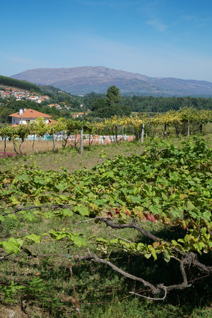 Landscape close to Vitorino dos Piaes, Camino de Santiago, Portugalの写真素材