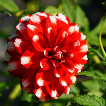 Dahlia (Dahlia), flowers of summerの写真素材