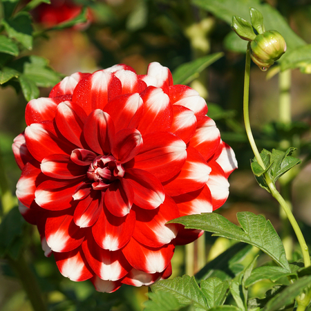 Dahlia (Dahlia), flowers of summerの写真素材