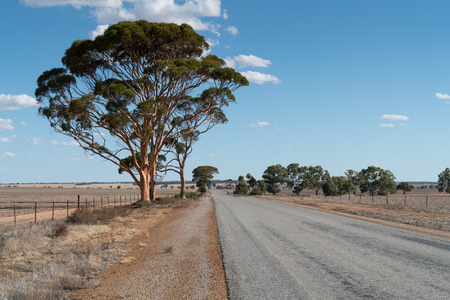 Endless road with distinctive tree, outback of Western Australia