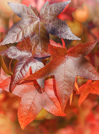 Beautiful coloured acer leafs during the autumn seasonの写真素材