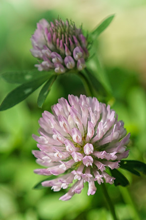 Red clover (Trifolium pratense), flowers of meadowsの写真素材