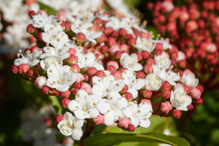 Laurustinus (Viburnum tinus), flowers of gardensの写真素材
