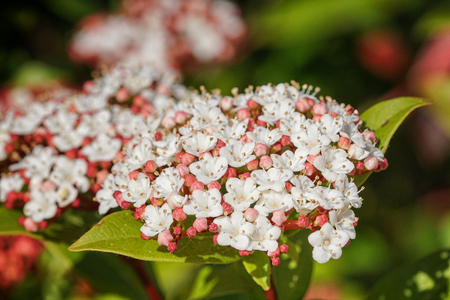 Laurustinus (Viburnum tinus), flowers of gardensの写真素材