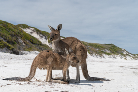 Kangaroos on the white beach of Lucky Bay, Cape Le Grand National Park, Western Australiaの写真素材
