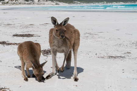 Kangaroos on the white beach of Lucky Bay, Cape Le Grand National Park, Western Australiaの写真素材