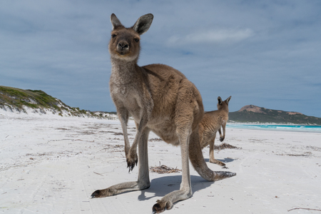 Kangaroos on the white beach of Lucky Bay, Cape Le Grand National Park, Western Australiaの写真素材