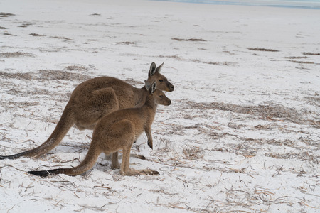 Kangaroos on the white beach of Lucky Bay, Cape Le Grand National Park, Western Australiaの写真素材