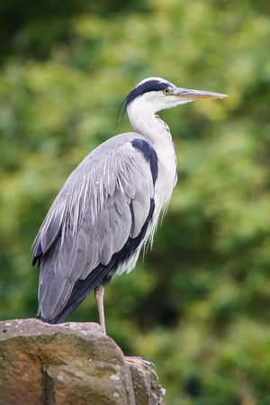 Gray Heron, Ardea cinerea, photo was taken in Germanyの写真素材