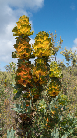 Royal hakea, Hakea victoira, beautiful flora of the Fitzgerald River National Park, Western Australiaの写真素材
