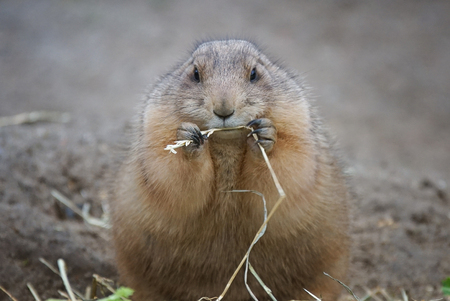 Black-tailed Prairie Dog closeup photoの写真素材