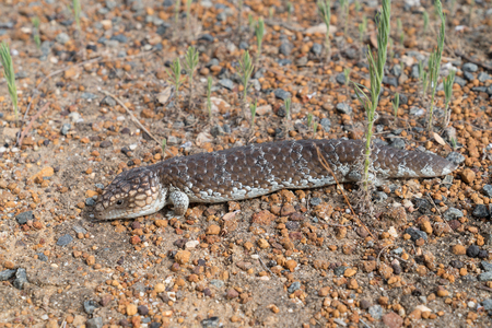 Shingleback Lizard, Tiliqua rugosa, photo was taken in the Fitzgerald River National Park, Australiaの写真素材