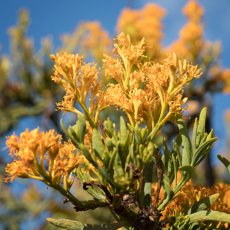 Nuytsia floribunda, beautiful flora of the Fitzgerald River National Park, Western Australiaの写真素材