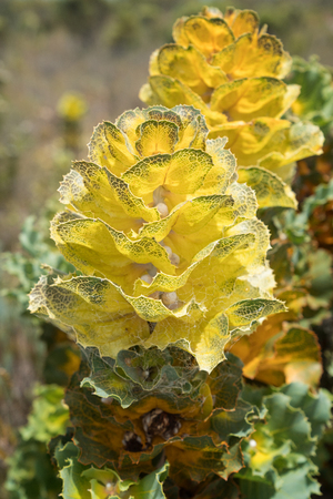 Royal hakea, Hakea victoira, beautiful flora of the Fitzgerald River National Park, Western Australiaの写真素材